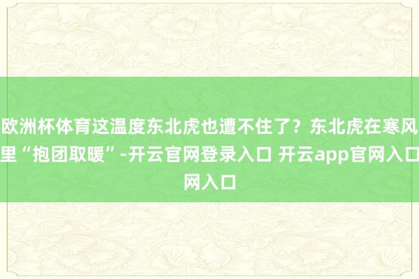 欧洲杯体育这温度东北虎也遭不住了？东北虎在寒风里“抱团取暖”-开云官网登录入口 开云app官网入口