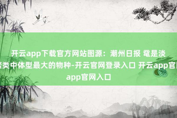 开云app下载官方网站图源：潮州日报 　　鼋是淡水龟鳖类中体型最大的物种-开云官网登录入口 开云app官网入口
